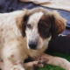 Sama Zorro Dogsavior Mai25 Beitragsbild