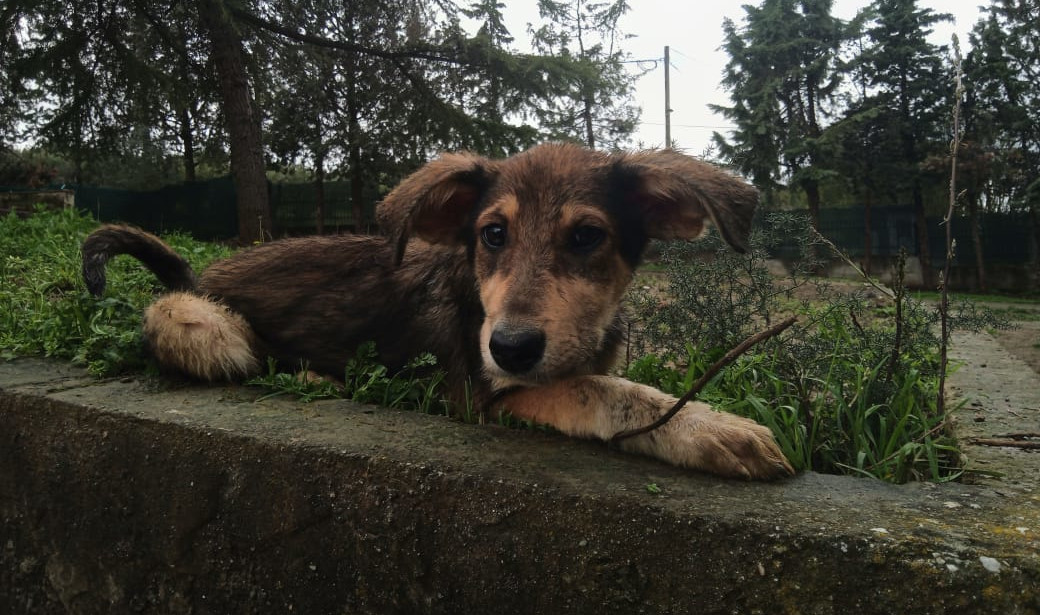 Skadi Zorro Dogsavior Apr25 1