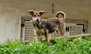 Skadi Zorro Dogsavior Apr25 4