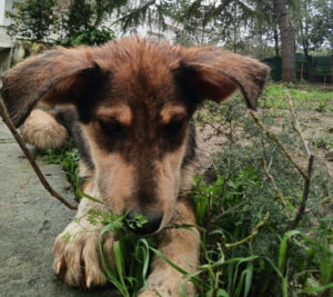 Skadi Zorro Dogsavior Apr25 5