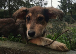 Skadi Zorro Dogsavior Apr25 Beitragsbild