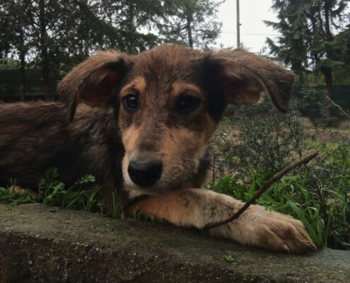 Skadi Zorro Dogsavior Apr25 Beitragsbild