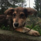 Skadi Zorro Dogsavior Apr25 Beitragsbild