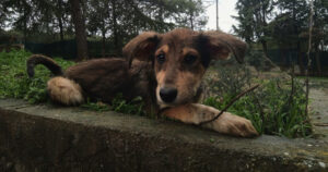 Skadi Zorro Dogsavior Apr25 Social Media