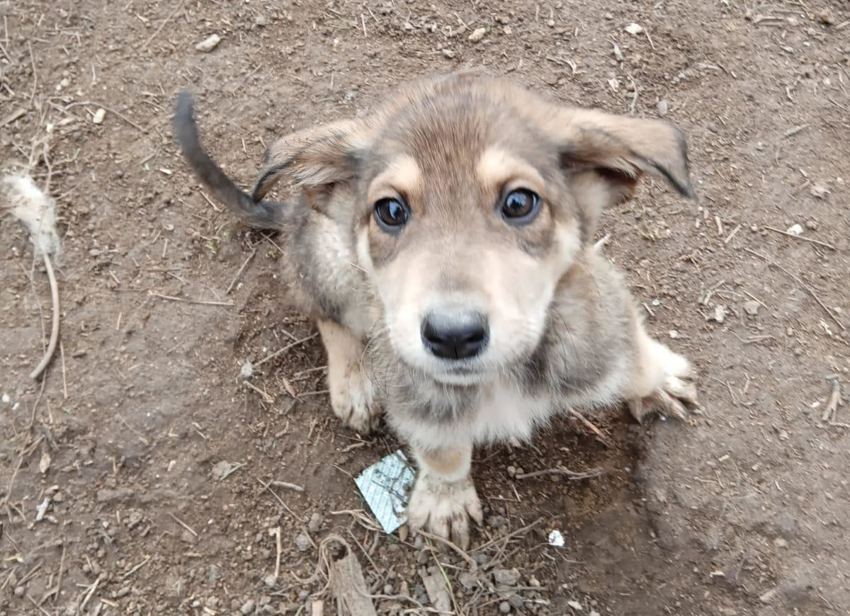 Skadi Zorro Dogsavior Feb25 2