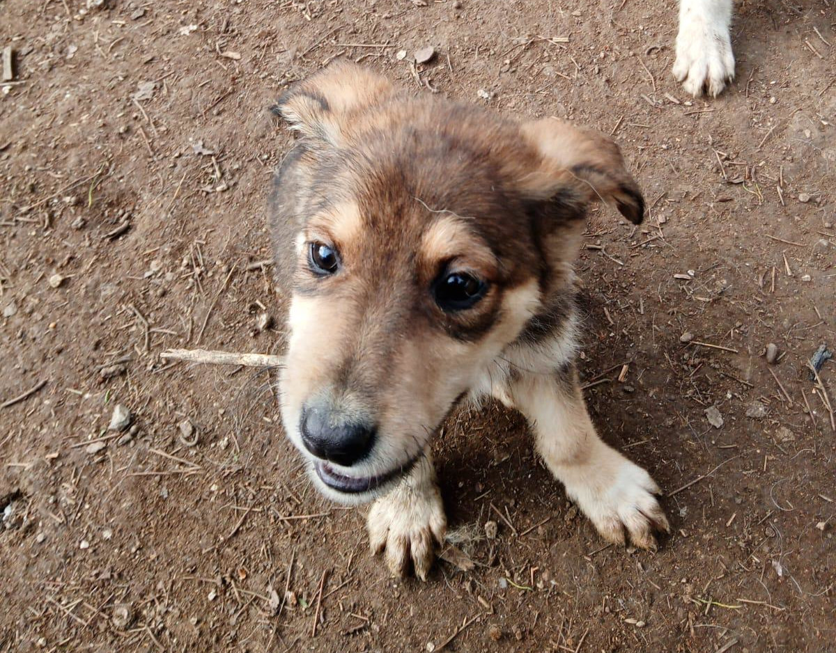 Skadi Zorro Dogsavior Feb25 3