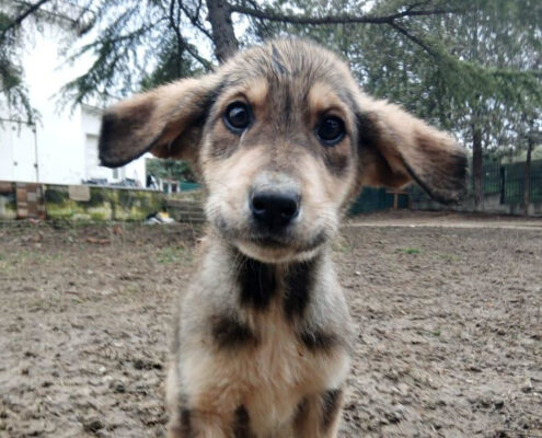 Skadi Zorro Dogsavior Feb25 Beitragsbild