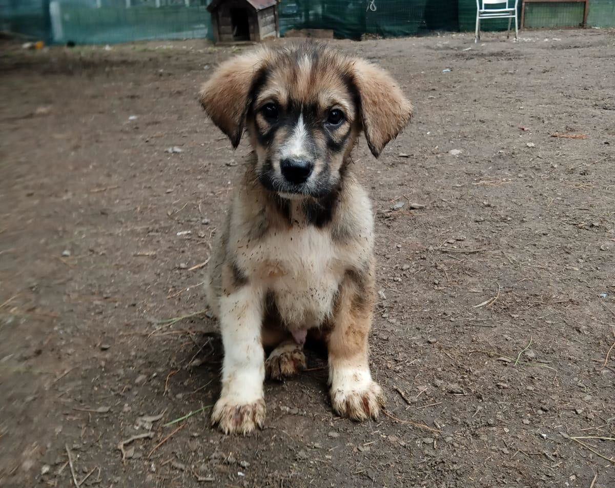 Thorin Zorro Dogsavior Feb25 1