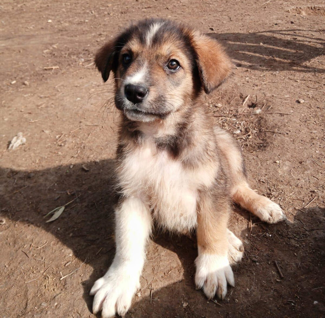 Thorin Zorro Dogsavior Feb25 3
