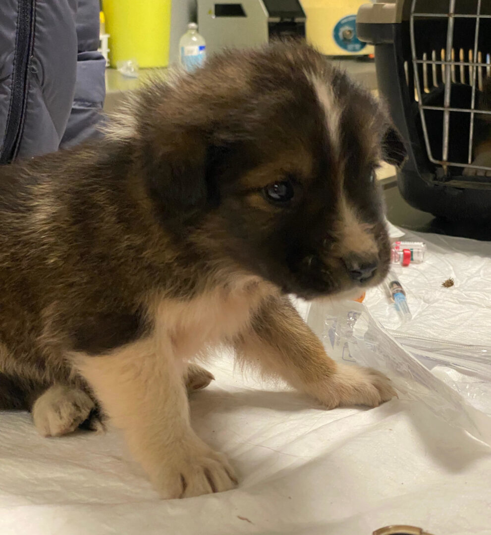 Thorin Zorro Dogsavior Feb25 5