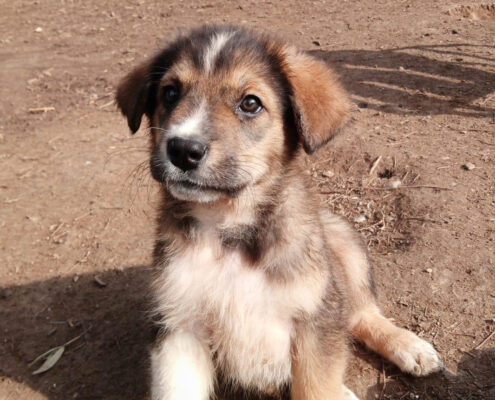 Thorin Zorro Dogsavior Feb25 Beitragsbild