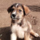Thorin Zorro Dogsavior Feb25 Beitragsbild