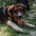 Thorin Zorro Dogsavior Jun25 Beitragsbild