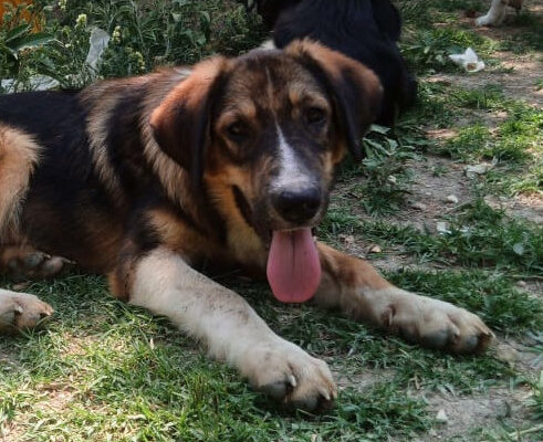Thorin Zorro Dogsavior Jun25 Beitragsbild