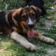 Thorin Zorro Dogsavior Jun25 Beitragsbild
