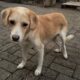 Tobi Zorro Dogsavior Nov24 3