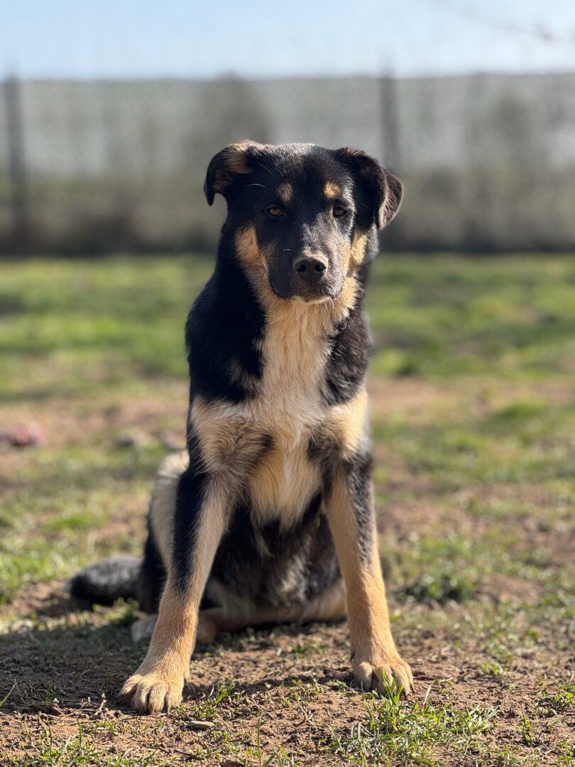 Zyna Zorro Dogsavior Mär25 1