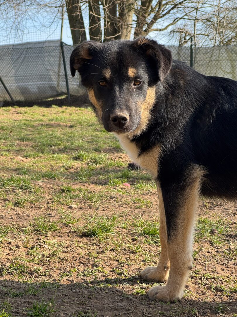 Zyna Zorro Dogsavior Mär25 2