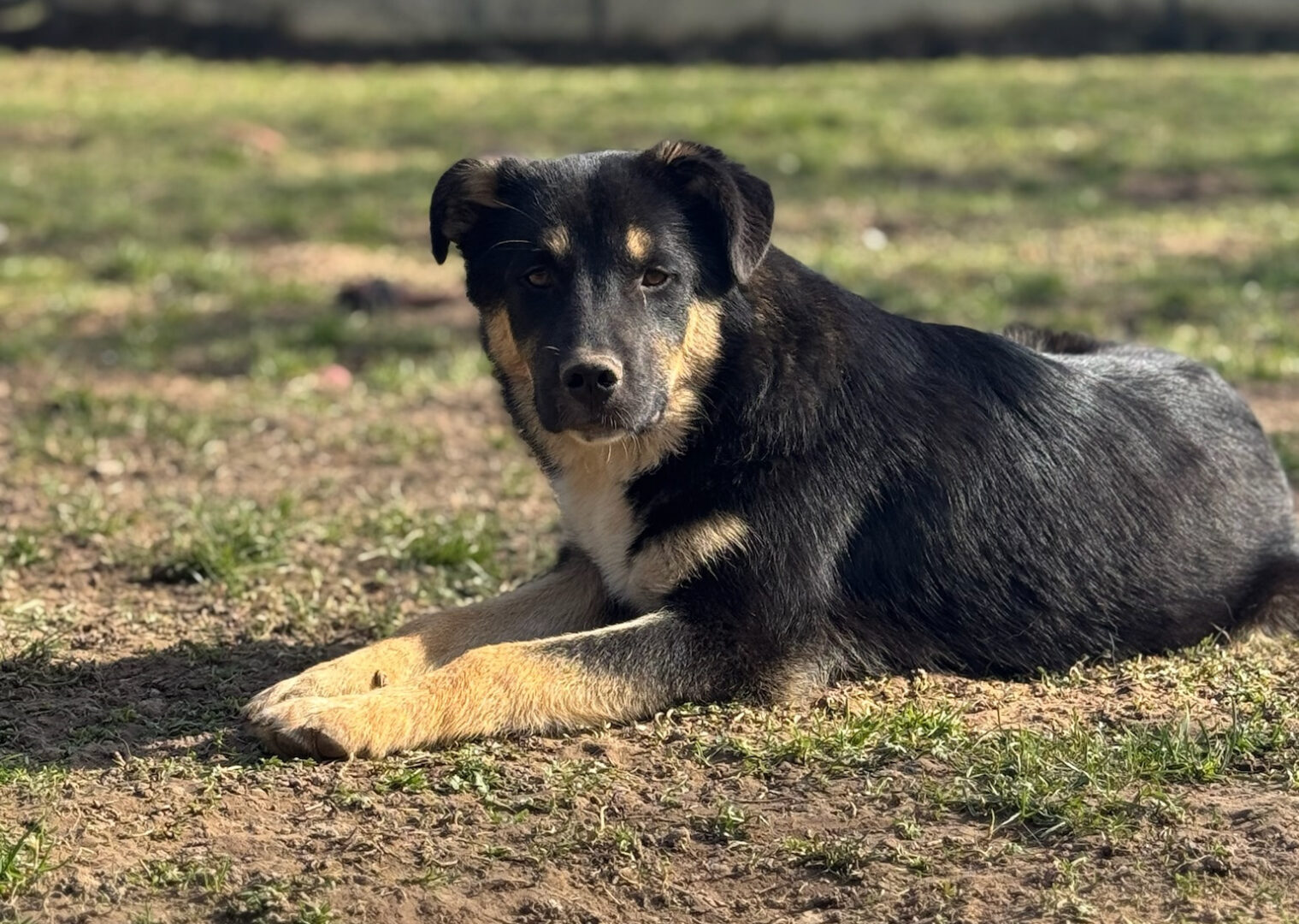 Zyna Zorro Dogsavior Mär25 3