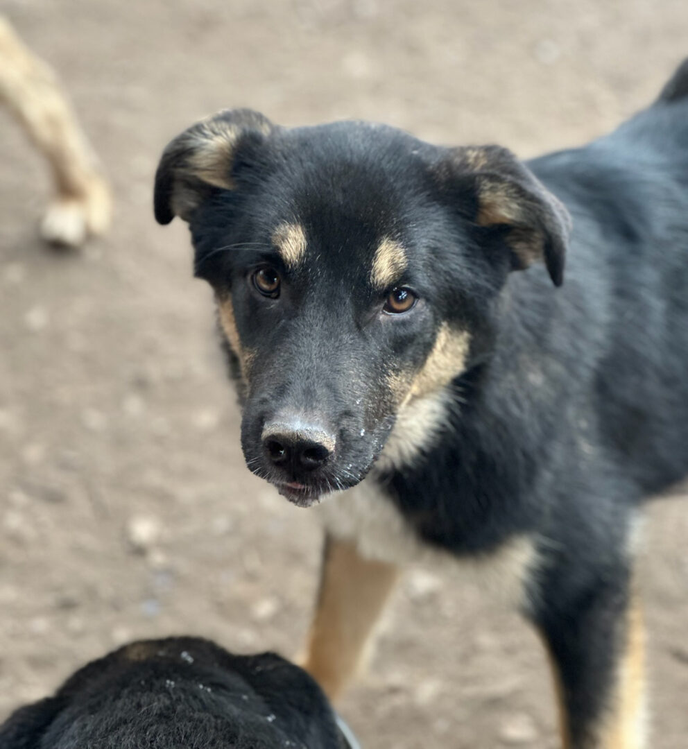 Zyna Zorro Dogsavior Mär25 4
