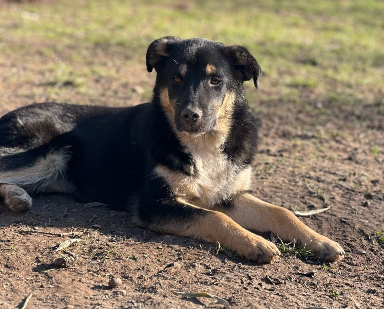 Zyna Zorro Dogsavior Mär25 5