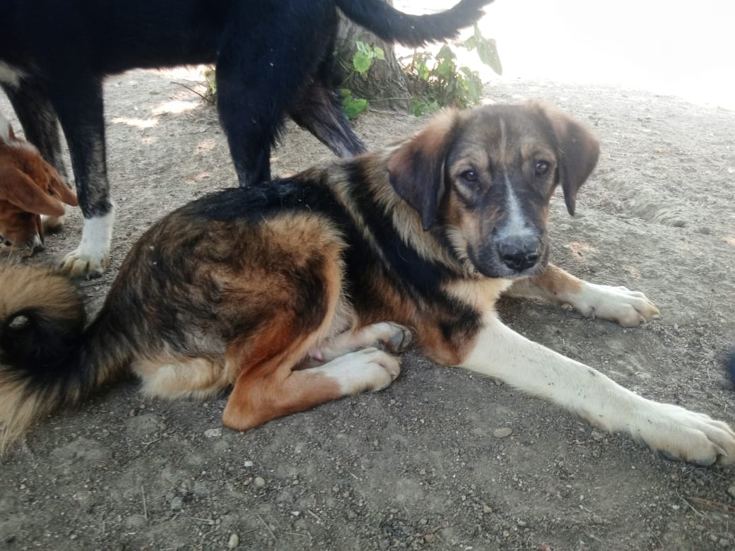Hund liegt auf Erdoberfläche im Schatten neben anderen Hunden.