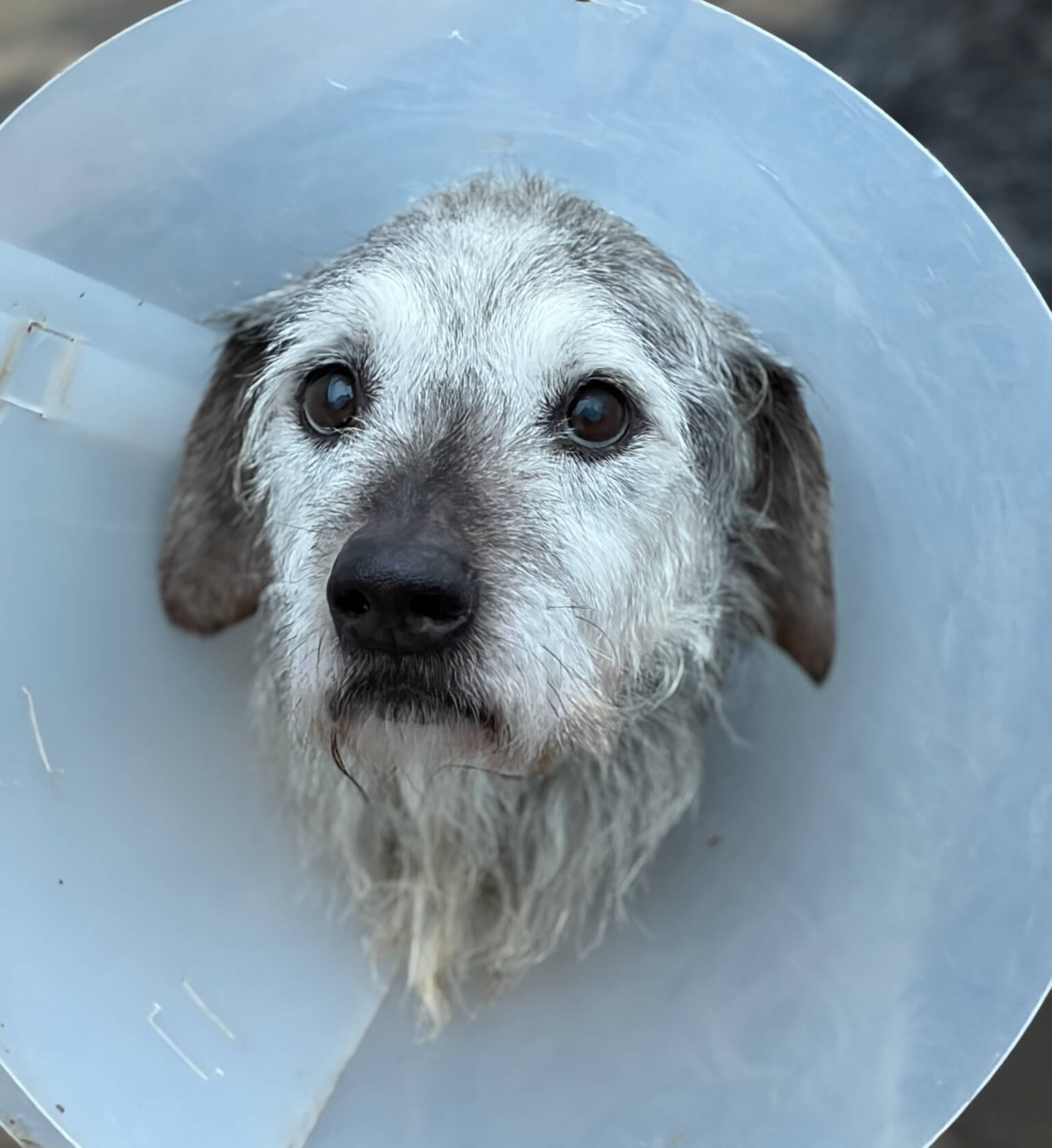 Smarty Grey in der Klinik