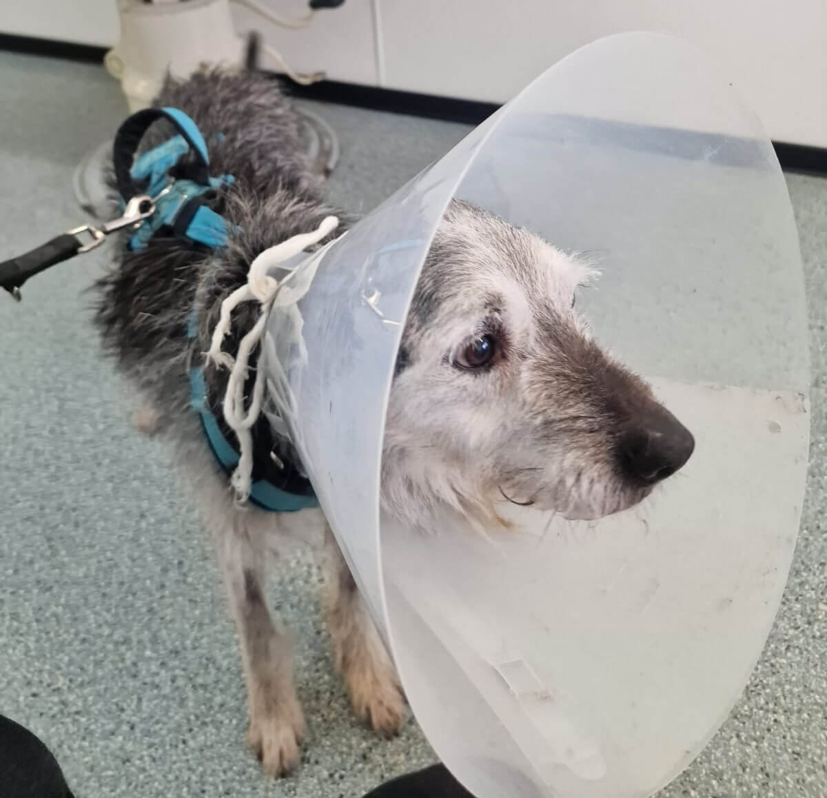 Smarty Grey in der Klinik