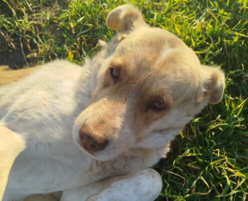 Agapios Zorro Dogsavior Feb25 Beitragsbild