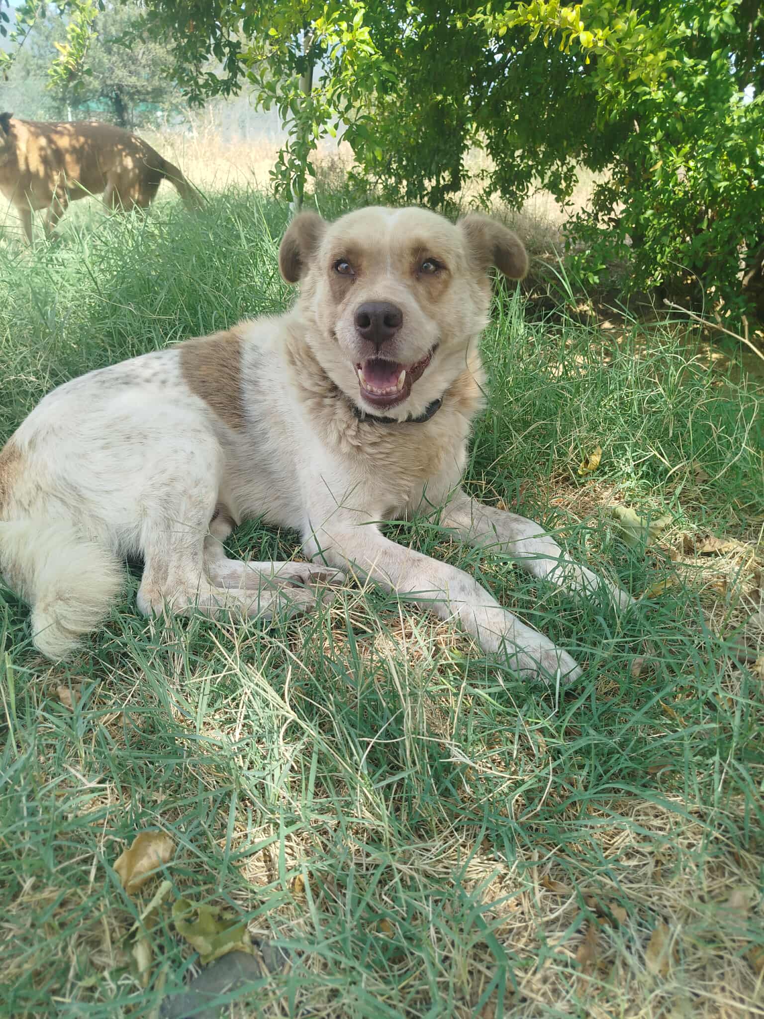 Agapios Zorro Dogsavior Sep25 1