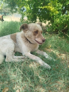 Agapios Zorro Dogsavior Sep25 2