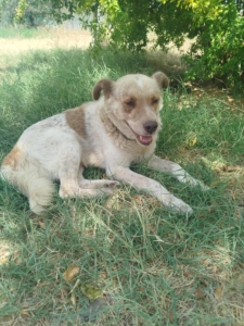 Agapios Zorro Dogsavior Sep25 3