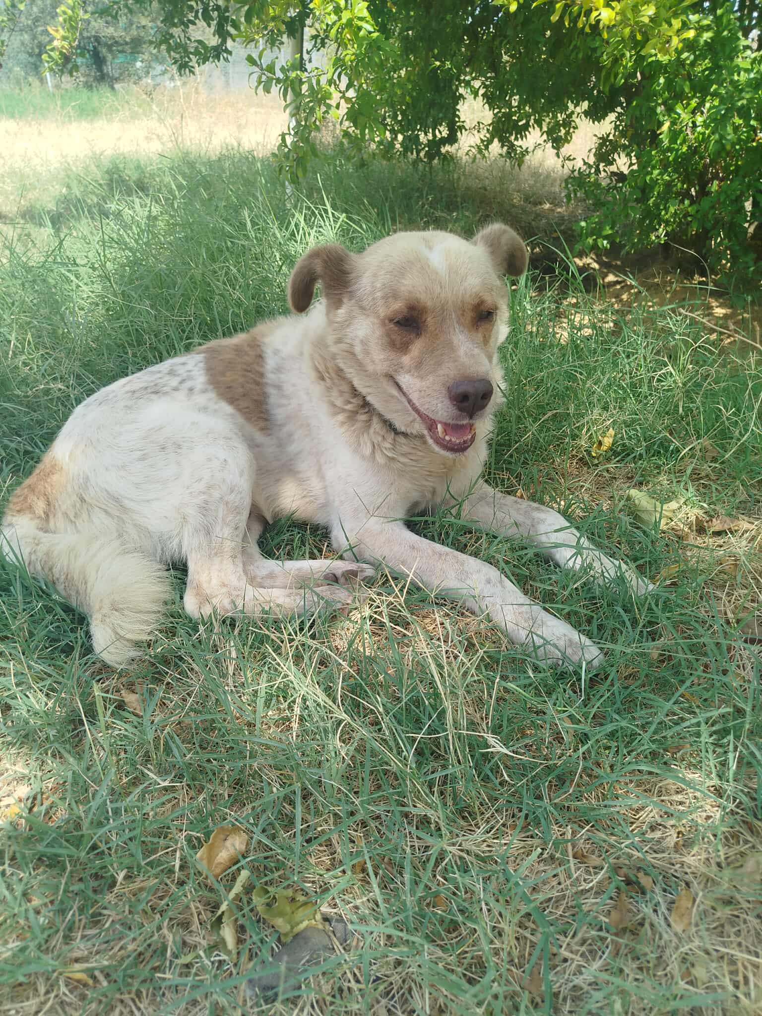 Agapios Zorro Dogsavior Sep25 3