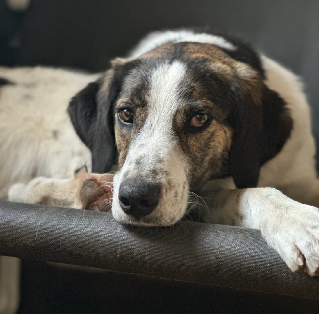 Brownie Zorro Dogsavior Mär25 1