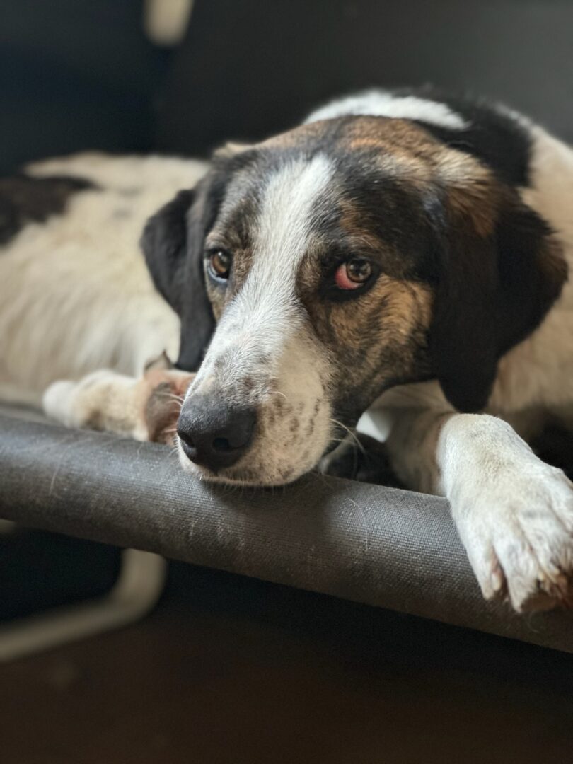 Brownie Zorro Dogsavior Mär25 2