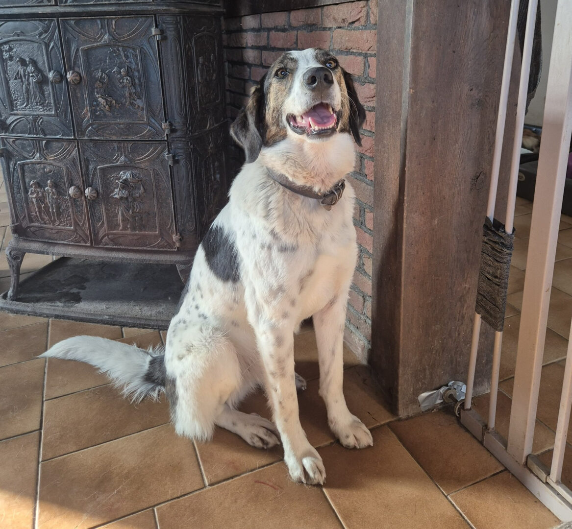 Brownie Zorro Dogsavior Mär25 5