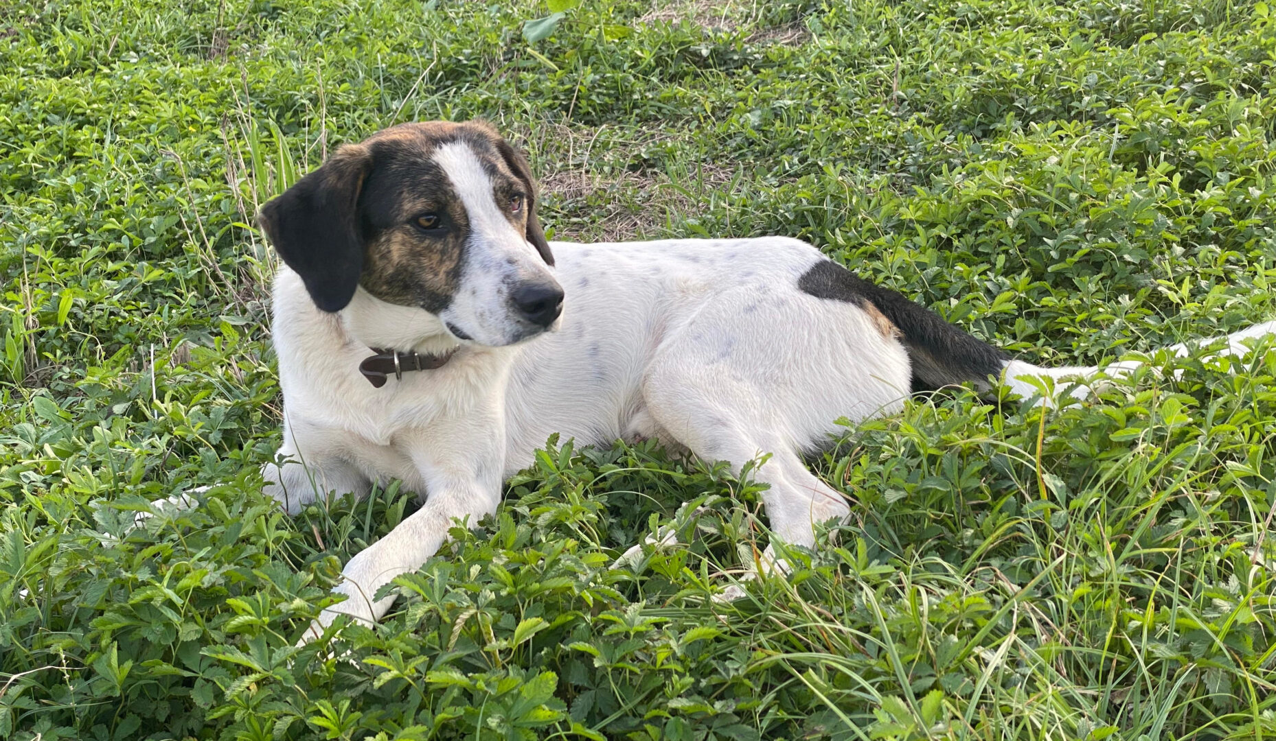 Brownie Zorro Dogsavior Mär25 7