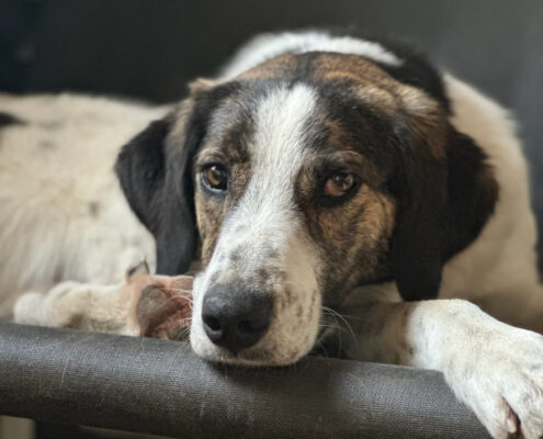 Brownie Zorro Dogsavior Mär25 Beitragsbild