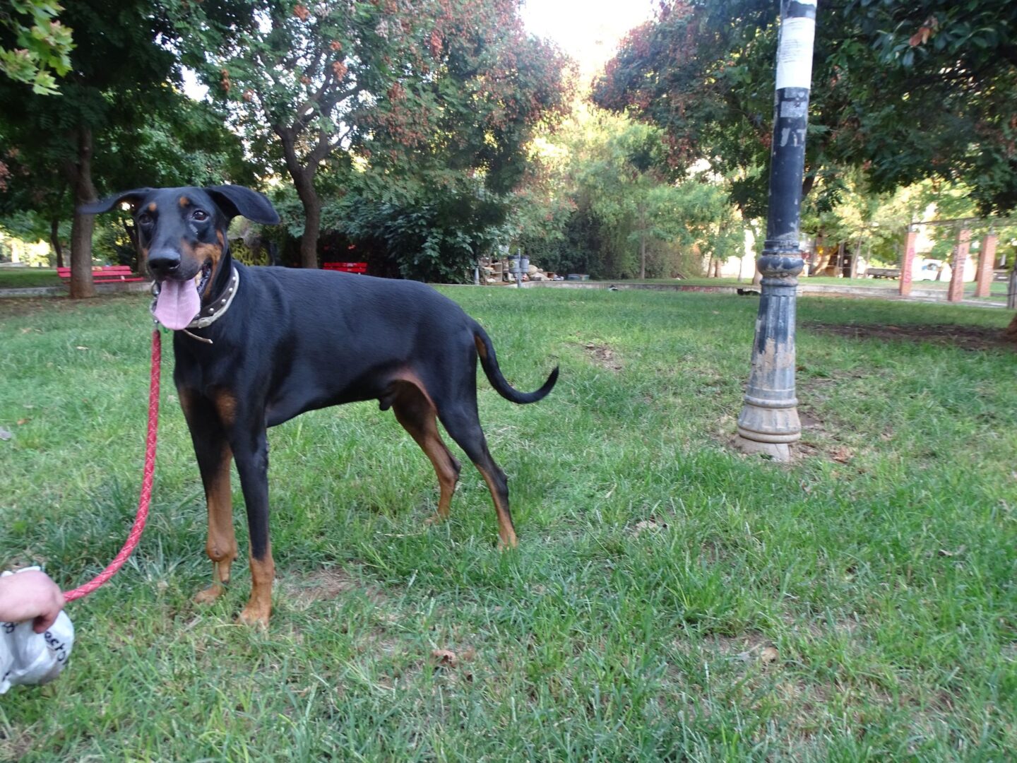 Dopper Zorro Dogsavior Feb25 2