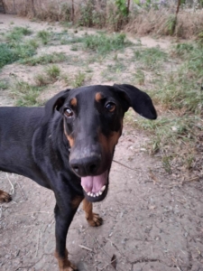 Dopper Zorro Dogsavior Jul25 1