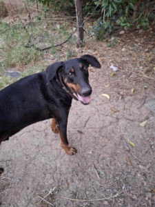 Dopper Zorro Dogsavior Jul25 2