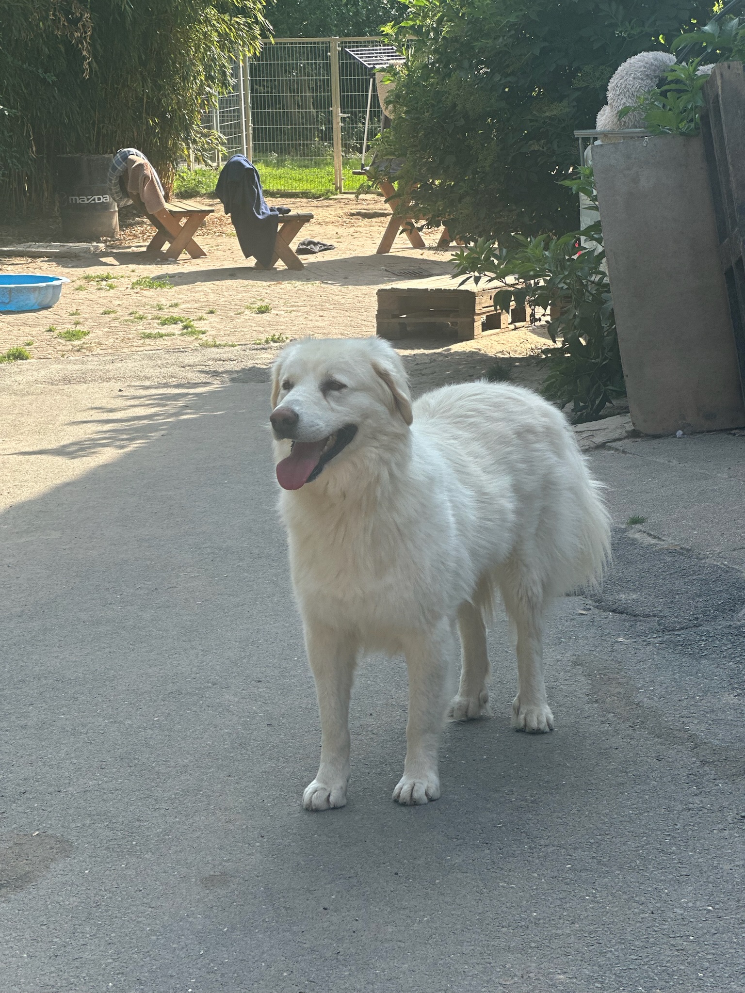 Harris Zorro Dogsavior Aug25 1