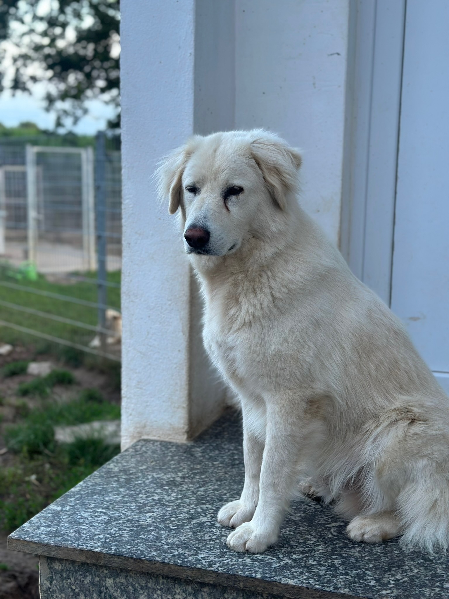 Harris Zorro Dogsavior Aug25 2