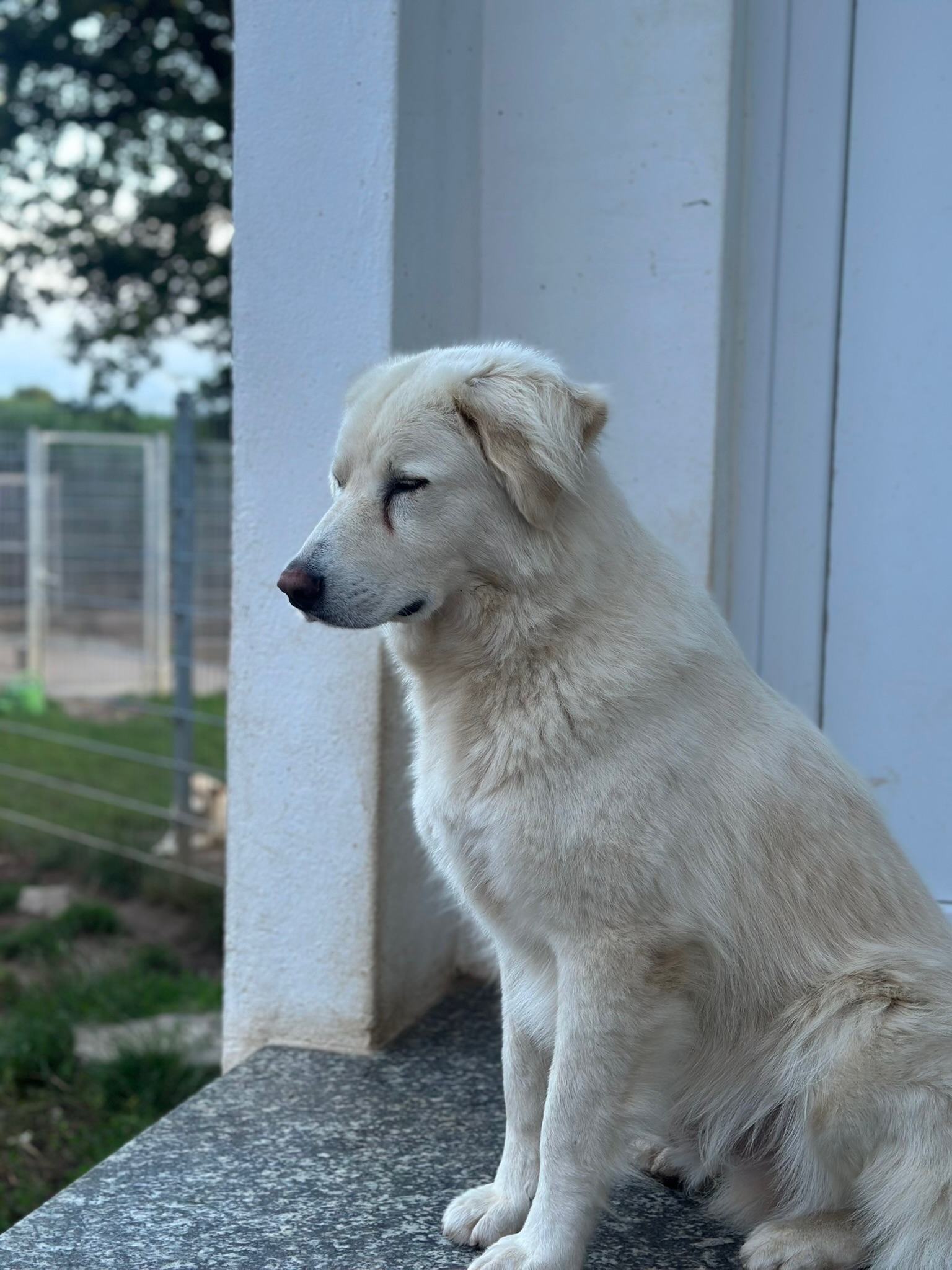 Harris Zorro Dogsavior Aug25 3