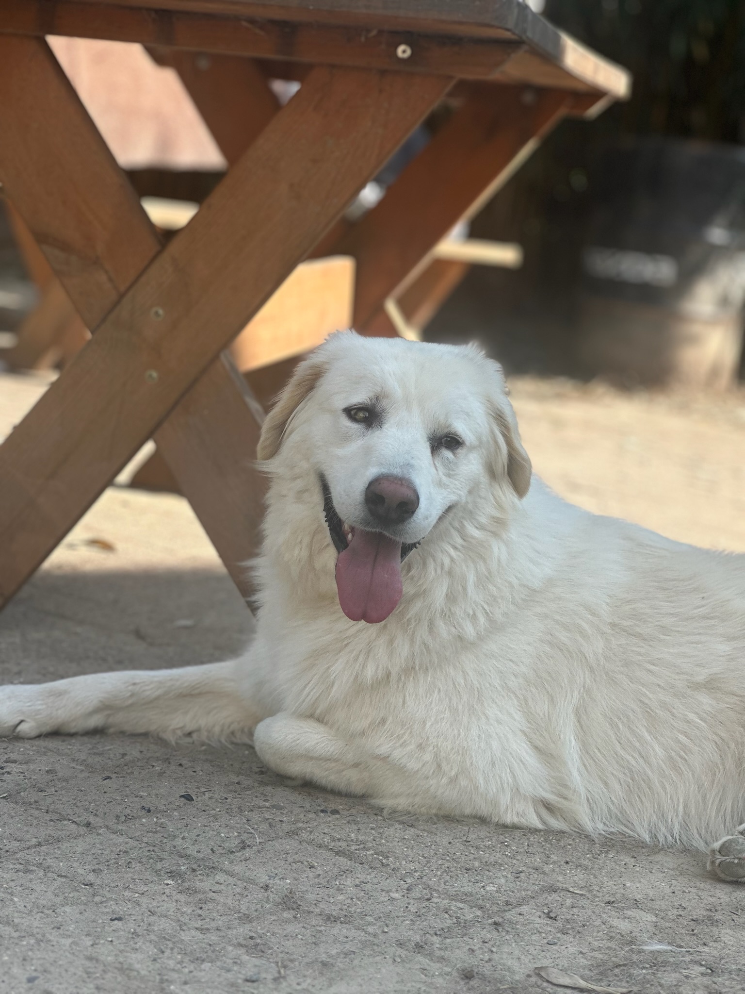 Harris Zorro Dogsavior Aug25 5