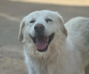 Harris Zorro Dogsavior Aug25 Beitragsbild