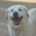 Harris Zorro Dogsavior Aug25 Beitragsbild