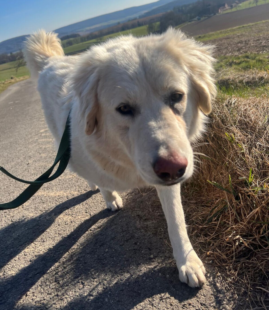 Harris Zorro Dogsavior Mär25 2