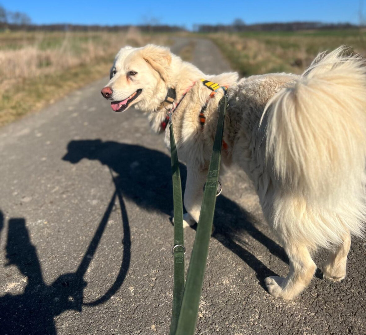 Harris Zorro Dogsavior Mär25 3