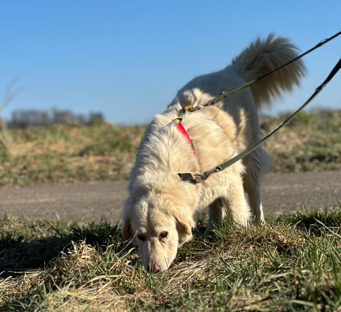 Harris Zorro Dogsavior Mär25 4